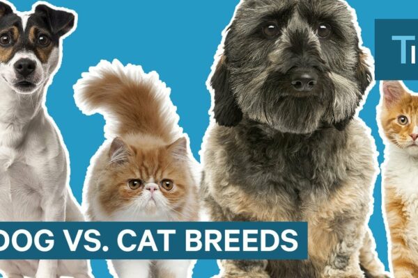 De ce rasele de câini arată atât de diferite, dar pisicile nu