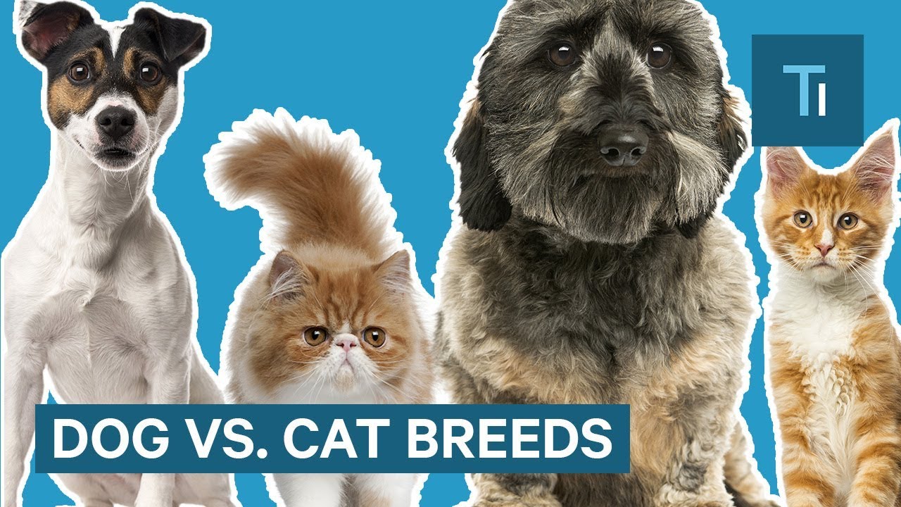 De ce rasele de câini arată atât de diferite, dar pisicile nu