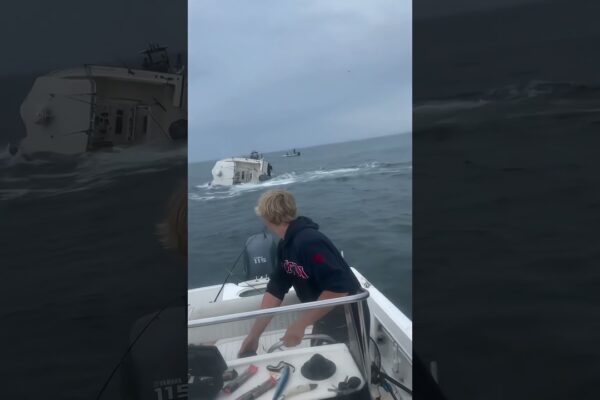 Balena lovește barca ⛴️ 🐳 #whale #boat #crash #shotrs #viralvideo #shortsfeed