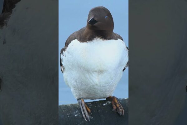 Auk Talks @RogueBirder
