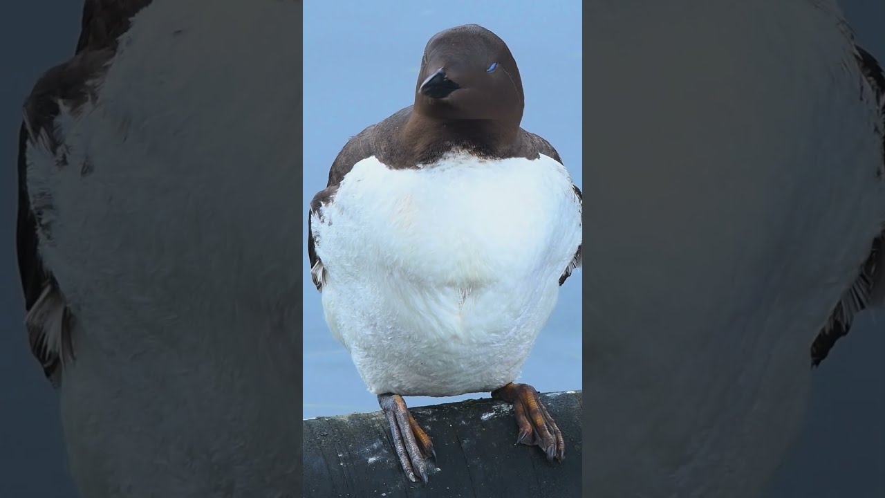 Auk Talks @RogueBirder