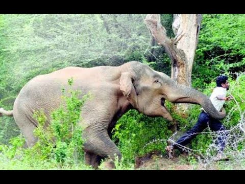 Valparai elefant whatsapp status tamil | Elephant valparai elefant atac valparai status whatsapp