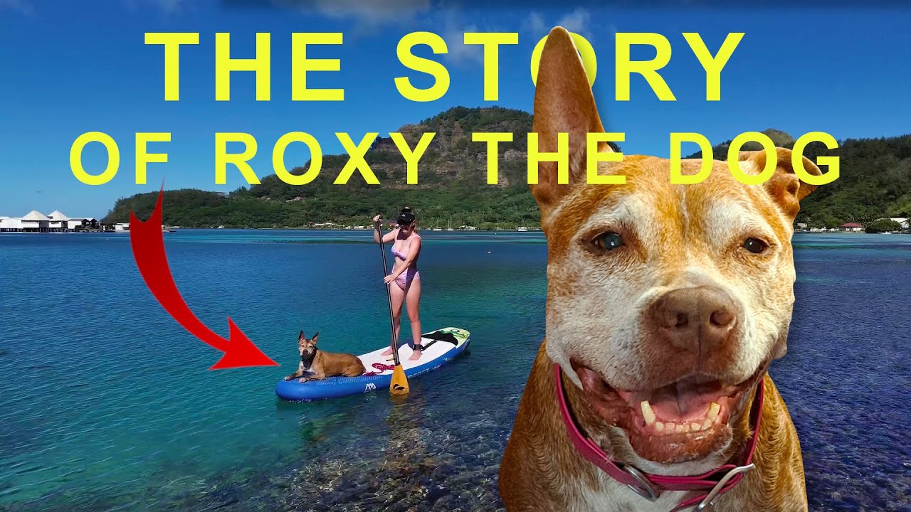 The Story of Roxy the Sailing Dog - Un câine care trăiește pe o barcă cu pânze timp de 5 ani [Ep. 169]