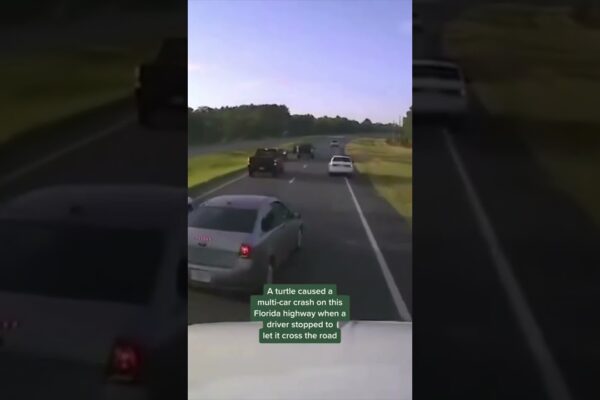 Frânarea șoferului pentru broasca țestoasă provoacă un accident cu mai multe mașini în Florida #shorts