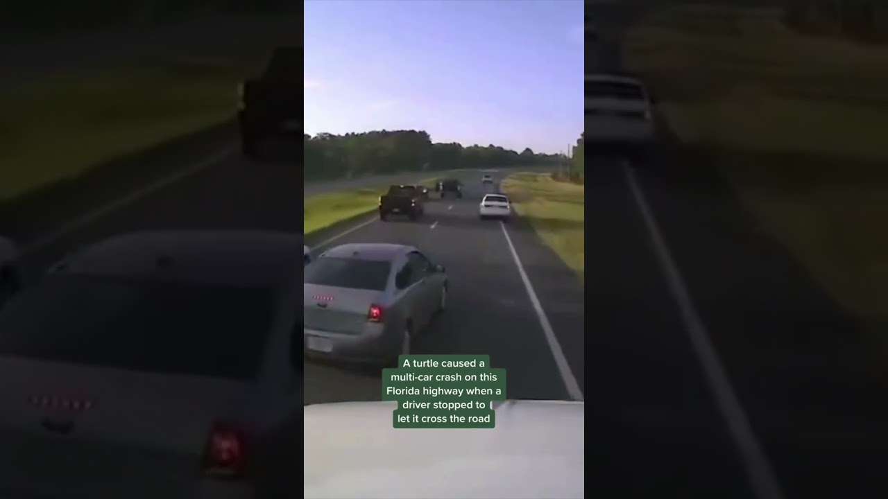 Frânarea șoferului pentru broasca țestoasă provoacă un accident cu mai multe mașini în Florida #shorts