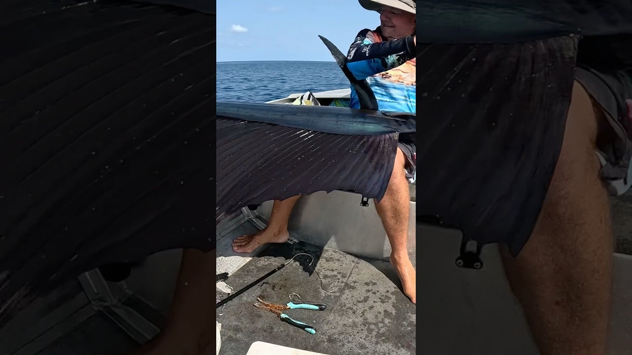 Pește monstru | Cum a primit-o? #short #pescuit #billfish #navigație #ocean #nou #azi #barcă #nou