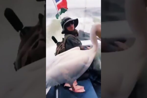 Barca este ca un taxi #foca #pelican #short #viral #trending #fun #ocean #ashortaday #boat #short