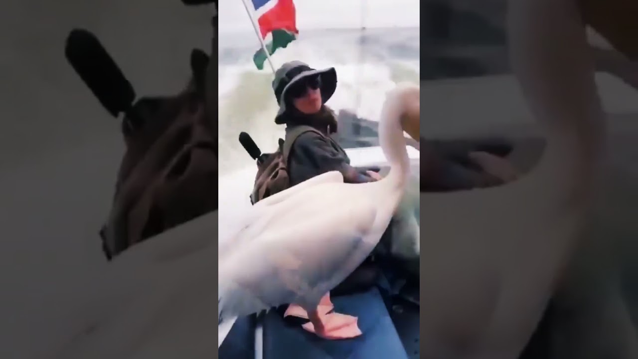 Barca este ca un taxi #foca #pelican #short #viral #trending #fun #ocean #ashortaday #boat #short