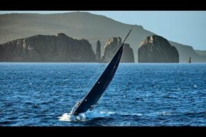 Rolex Sydney Hobart Yacht Race 2024 – Reziliență în adversitate