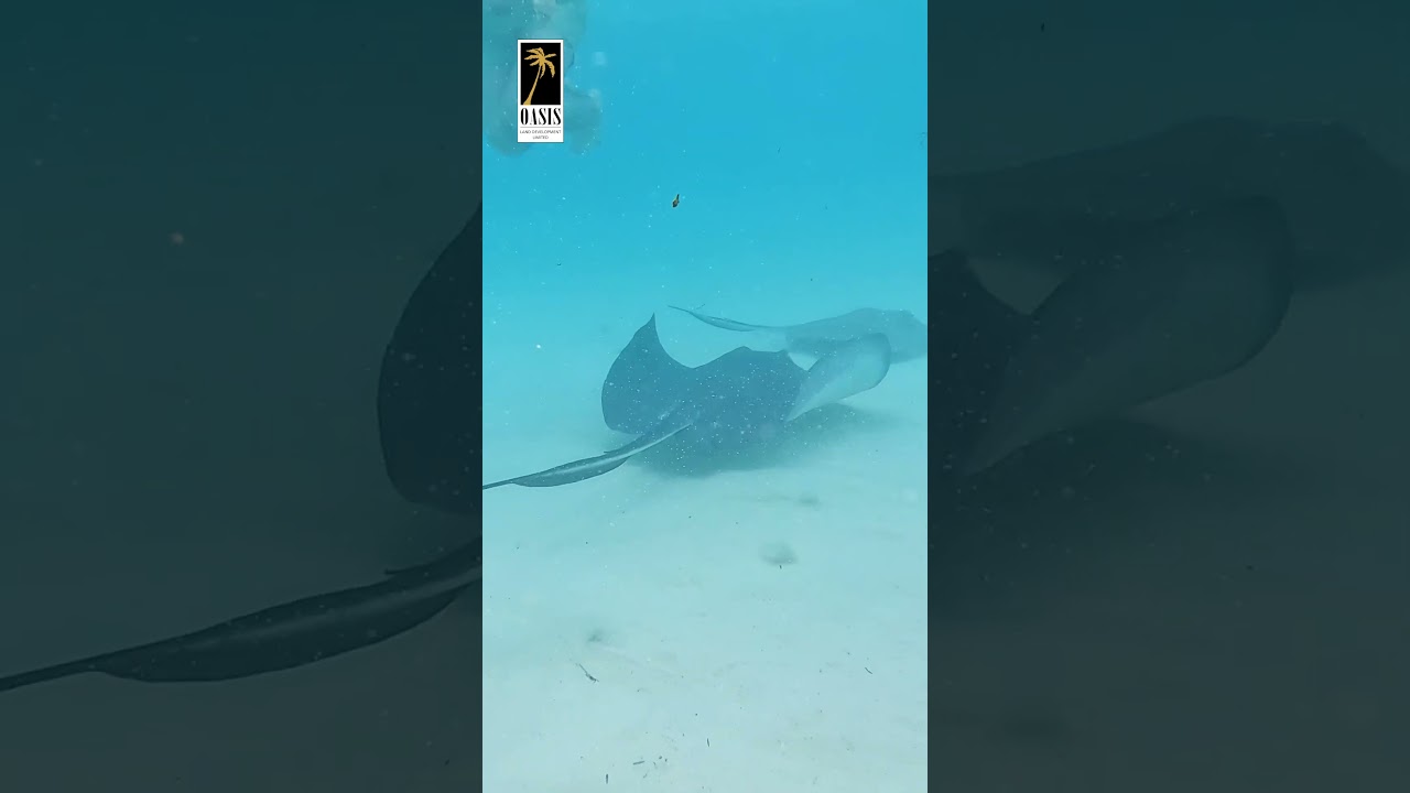 Excursie cu barca pe Insula Cayman: explorarea orașului Stingray