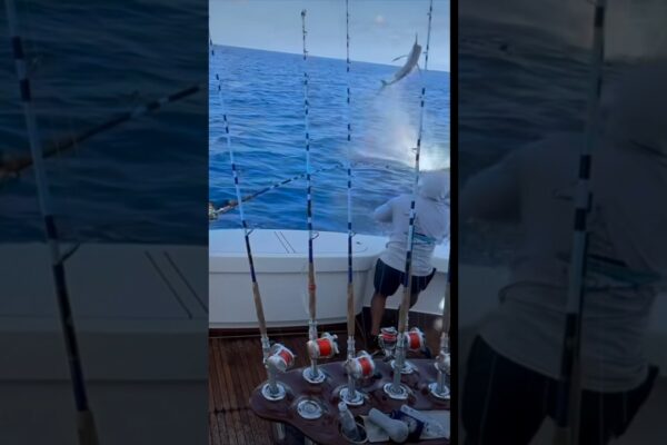 Epic Marlin Jump în Costa Rica