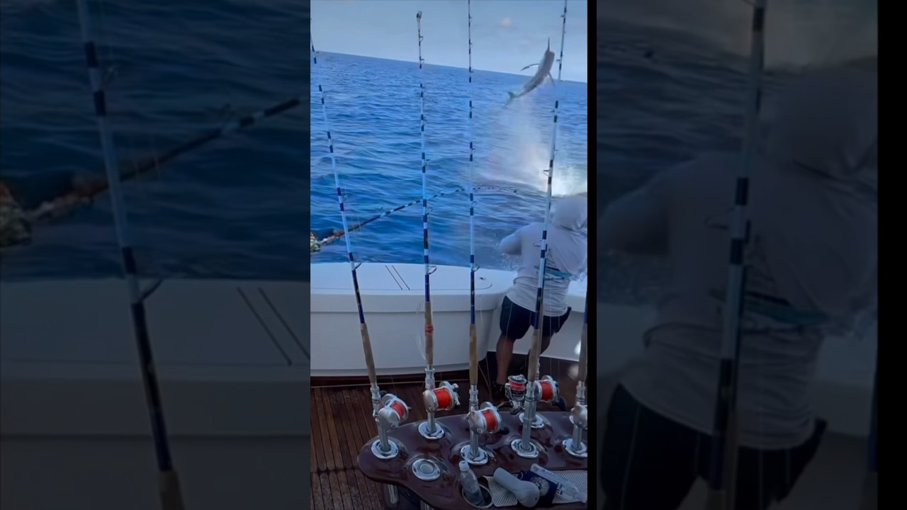 Epic Marlin Jump în Costa Rica