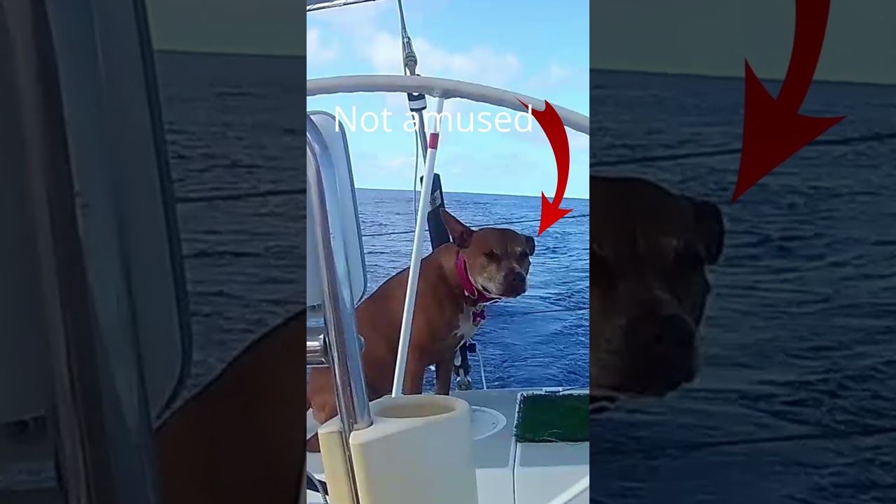 Viața câinelui pe o barcă - partea 13 #DOG #TRAVEL #SAILING