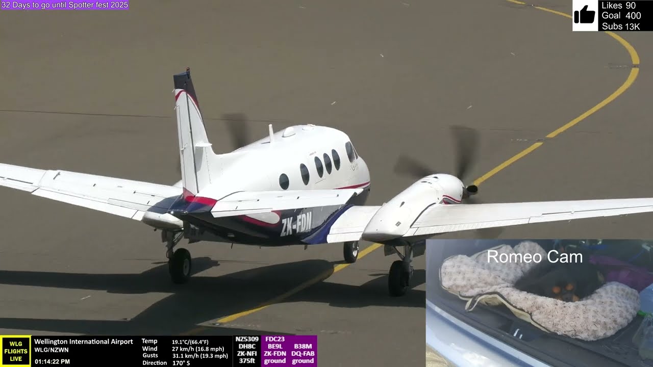 Aeroportul Wellington Duminică Livestream cu oaspete specială cu blană Romeo !!