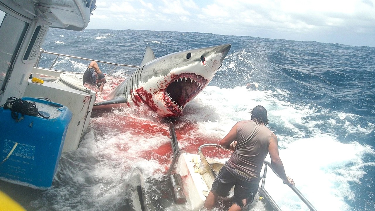 Marele rechin alb distruge iahtul de 500 de dolari, ucigând 8 persoane pe 5 februarie 2025