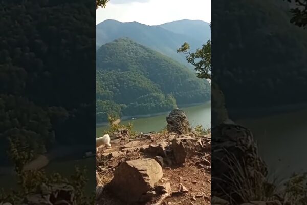 Maxy a ajuns in cel mai frumos loc din Romania 🇷🇴 Piatra lui Dan 🏞️ jud. Cluj #bichon #dogs #travel