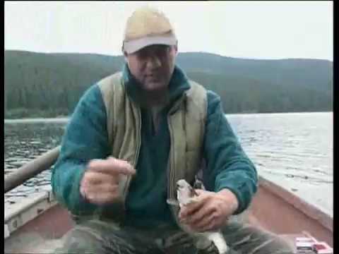 Video Cabana Tarnita