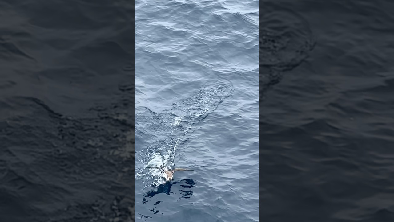 O aterizare a păsărilor de mare