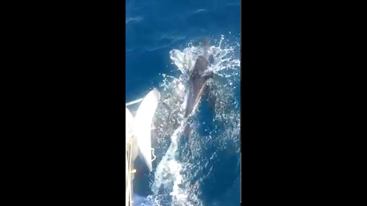 Sailing cu delfini in Marea Negra cu MojoSailing