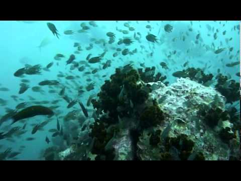 Scufundări cu apă deschisă în Koh Tao Golful Thailandei