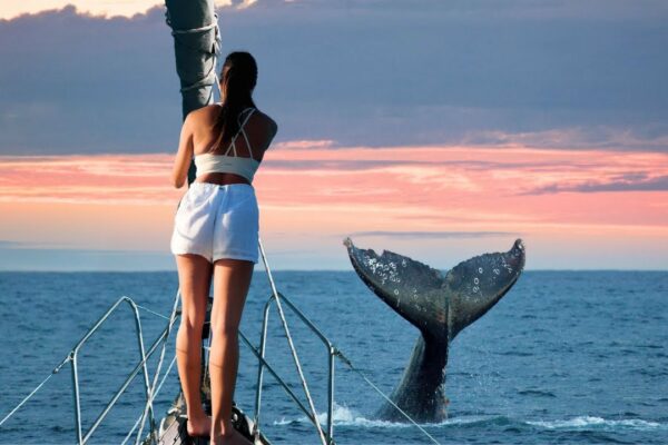 Navigarea Insulelor Virgine spaniole - balenele de pe arcul + golful bioluminescent! 🐋✨ EP-172