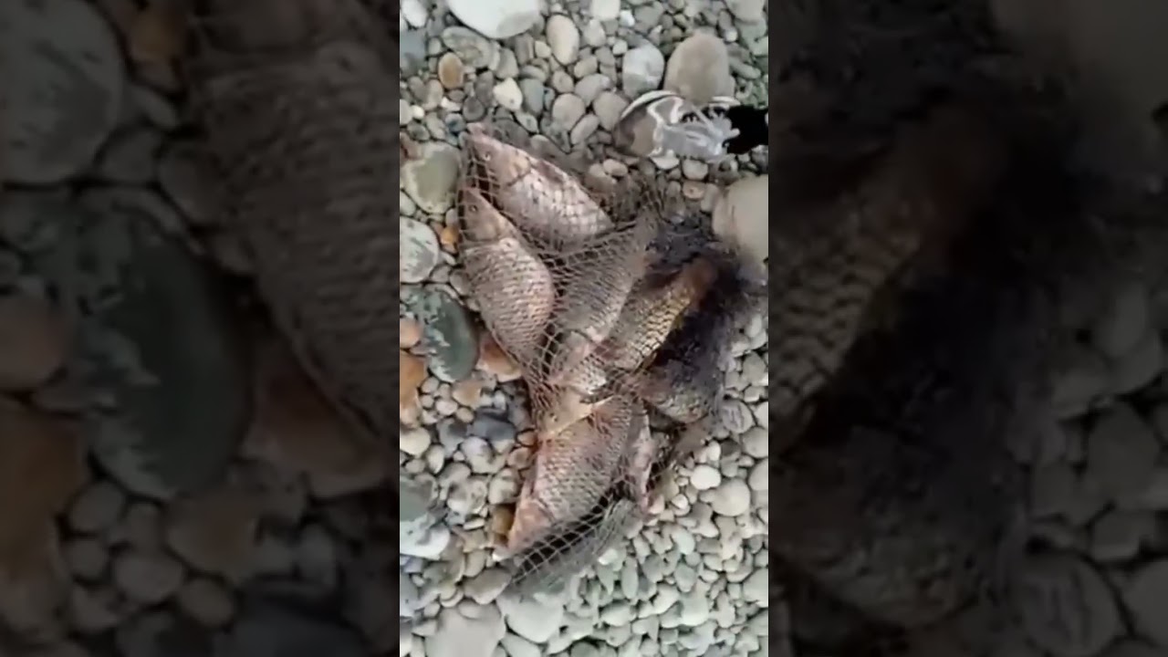 Pescuit la barca club | Barajul Mangla | Gulfam Fish #Fishing #fish
