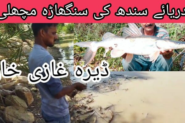 Înapoi în spate prinzând 3 pești Singhara la Indus River Dera Ghazi Khan | Video de prindere a peștelui