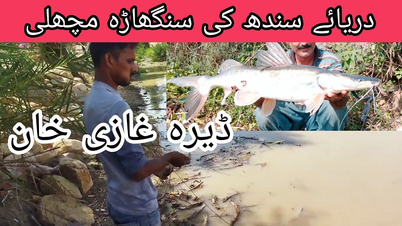 Înapoi în spate prinzând 3 pești Singhara la Indus River Dera Ghazi Khan | Video de prindere a peștelui
