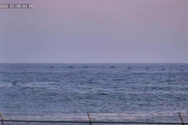 Oceanside, CA Harbour - Live