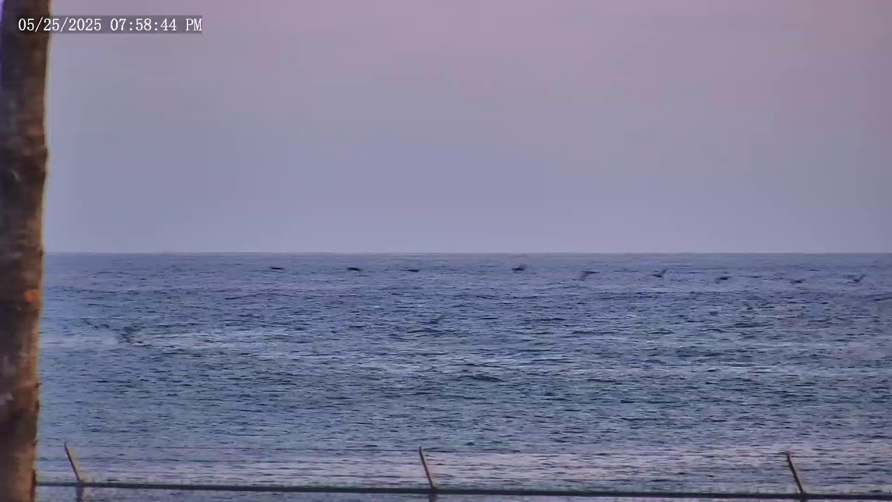 Oceanside, CA Harbour - Live