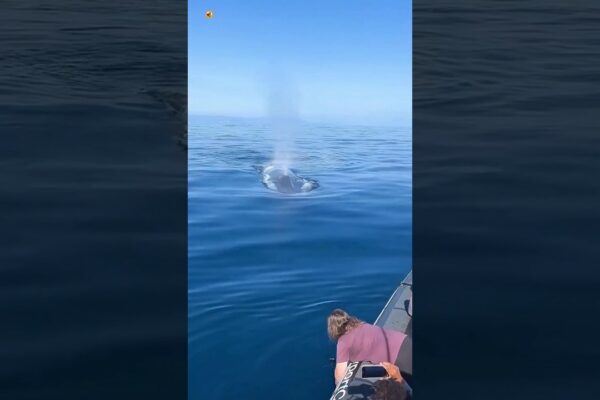 Sunete de balenă (gaură de suflare a balenelor albastre) 🐳 (1)