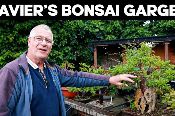 Un tur al grădinii bonsai a lui Xavier