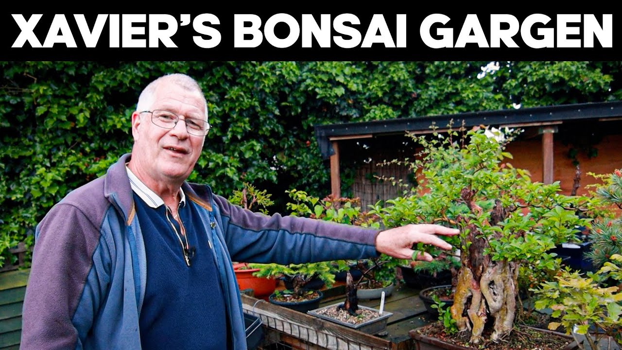 Un tur al grădinii bonsai a lui Xavier