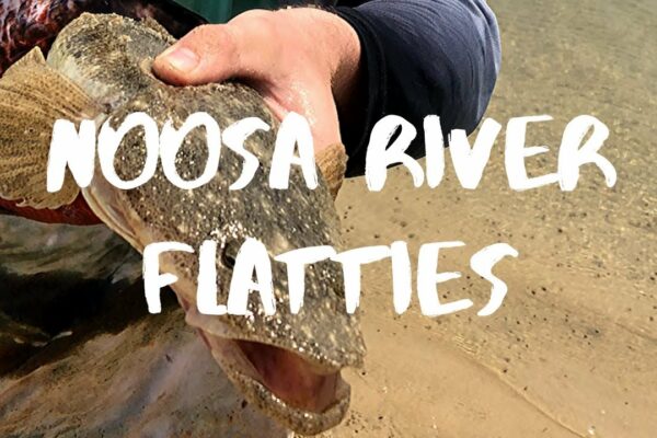 Pescuit flathead | Râul Noosa