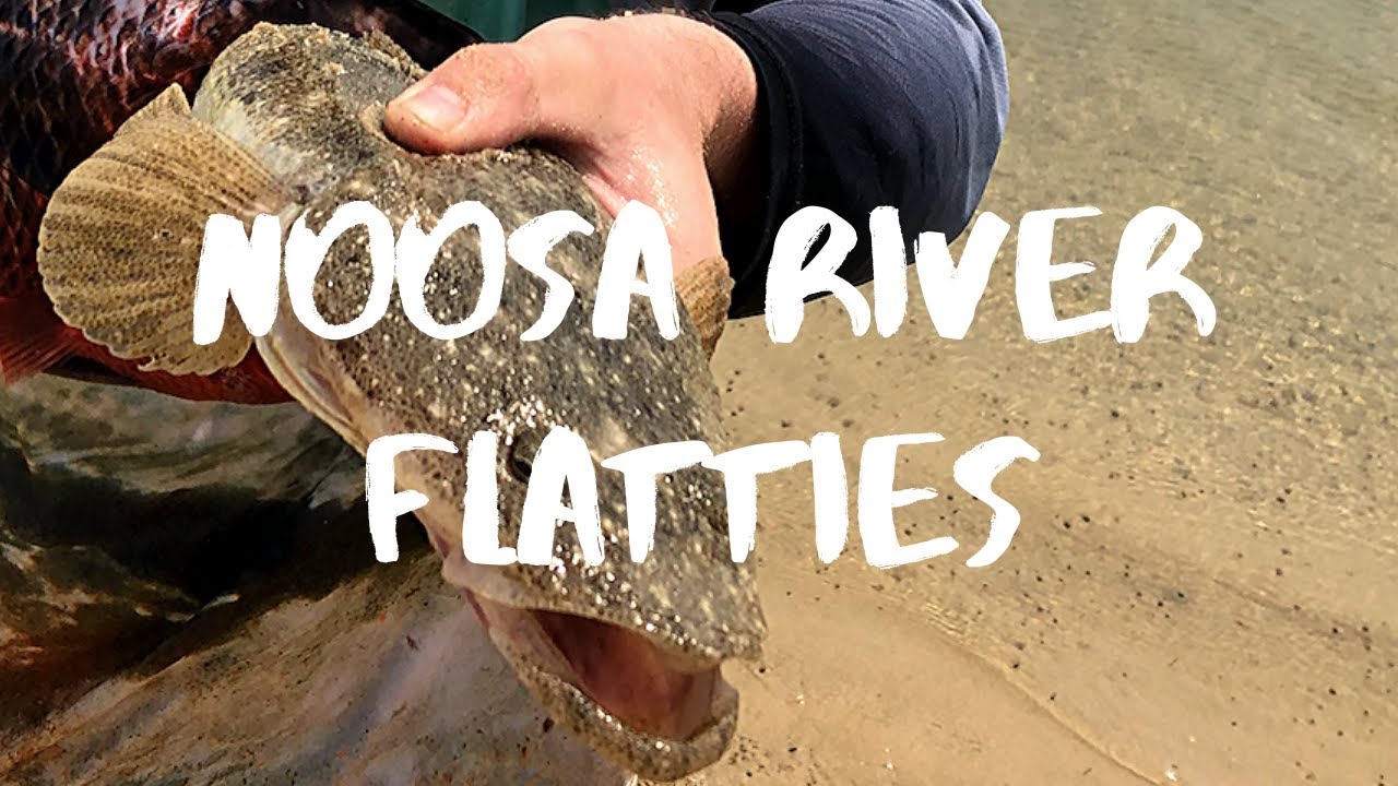 Pescuit flathead | Râul Noosa