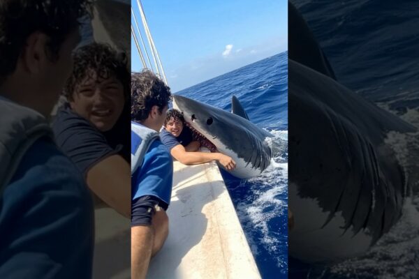 Shark sare pe arcul navei pentru a ataca marinarii#moment palpitant#atac de rechin#marinari#criză de arc