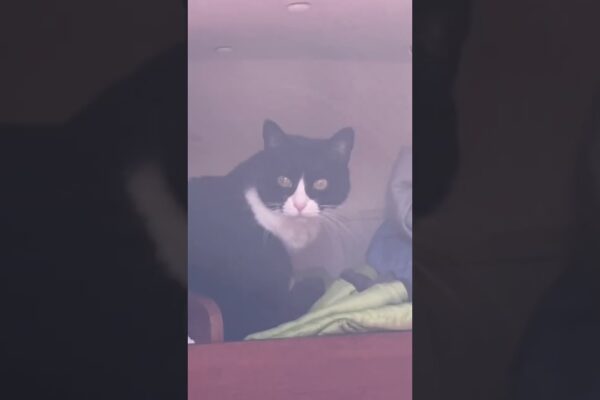 Navigarea pisicii Elzie se ridică în rang pe nava #sailing #atlanticOcean #westerly #sailboat #sailor #cat