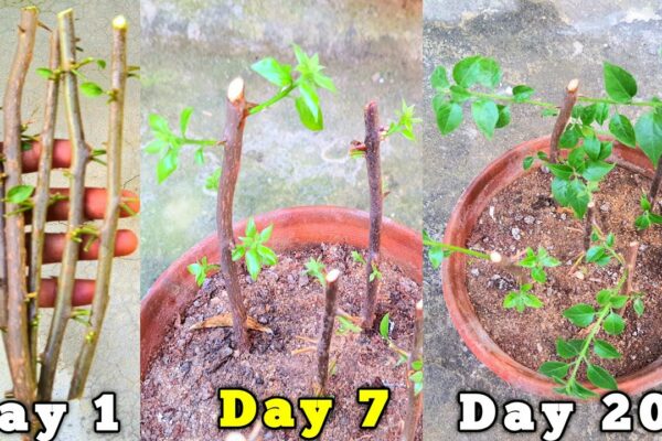 Tăierea Boganbelia nu va eșua niciodată. Cum să crești butași Bougainvillea, propagare ||