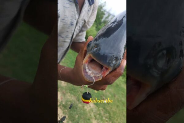 Pup Up Ball Fishing 🎣 Prieteni Vă rugăm să vă abonați