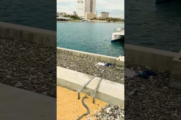 Port City Marina | Sail Lanka Yachts | Colombo International Financial City | Colombo, Srilanka