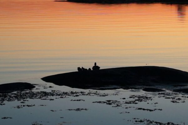 Transient & Eerie feat. Rusanda Panfili - O mică barcă cu pânze verde care se balansează cu valurile înainte