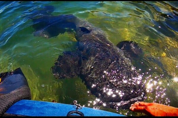 MĂ ATACA UN SOCUR URIAș ÎN UN TUB FLOTANT!!