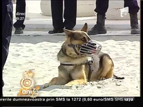 Aris şi Obisa, câinii de patrulare şi interveţie de la Jandarmeria Constanţa