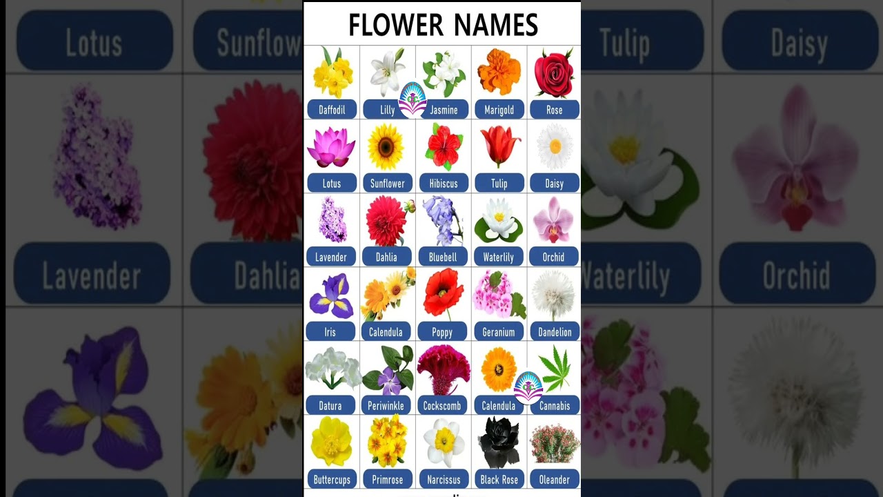 Cele mai importante cuvinte pentru uz zilnic||Numele 30 de flori în engleză||Numele florilor #gramatica #flori