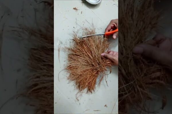 Cel mai bun din deșeurile de coajă/fibră de nucă de cocos #short