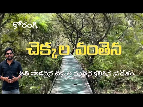 ll Un pod de lemn ll Un loc cu un pod lung de lemn ll Coringa Wooden Bridge ll #forest#coringa