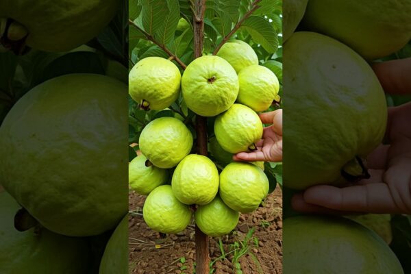 🌿Crește mai repede un copac de guava cu aceste sfaturi simple! #guava #pom fructifer