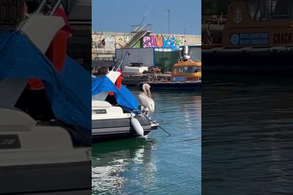 Pelicanul ăsta nu a avut teamă - Privește ce face! #barca #navigatie #yachting