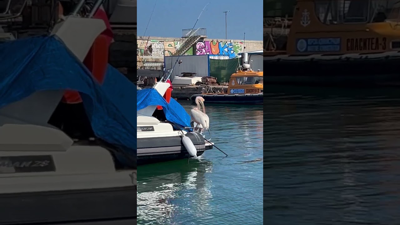 Pelicanul ăsta nu a avut teamă - Privește ce face! #barca #navigatie #yachting