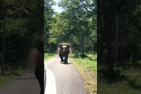 Elefant atacând mașina | Atacul elefantului | Drumul Ooty Mudumalai | Locuri turistice Ooty | Ooty